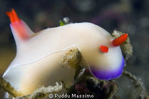 lembeh nikon d2x 60mm macro by Puddu Massimo 